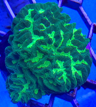 Colpophyllia natans sp. electric green  FRAG