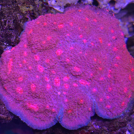 Echinophyllia Sp. Purple Watermelon pink seeds FRAG - Ultra Rare!