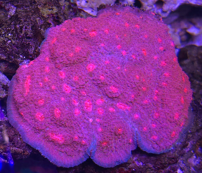Echinophyllia Sp. Purple Watermelon pink seeds FRAG - Ultra Rare!
