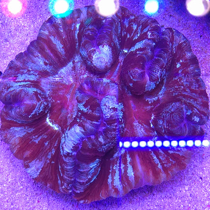Trachyphyllia Purple&Pink Ultra XXL