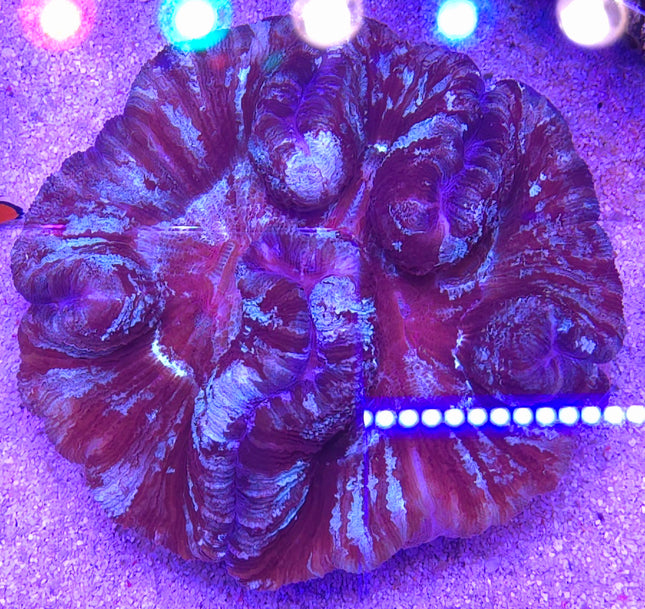 Trachyphyllia Purple&Pink Ultra XXL