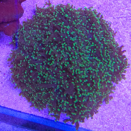 Euphyllia paradivisa green Frag