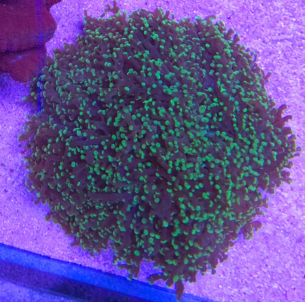 Euphyllia paradivisa green Frag