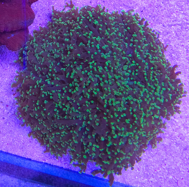 Euphyllia paradivisa green Frag
