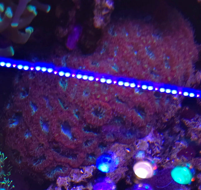 Micromussa red maze FRAG