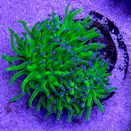Euphyllia glabescens Holly Grail FRAG