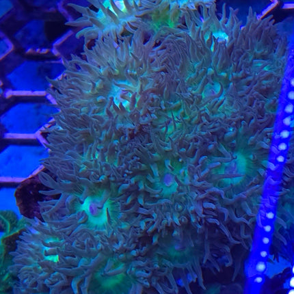 Duncanopsammia axifuga Australia FRAG