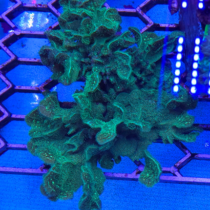 Pavona cactus electric green FRAG