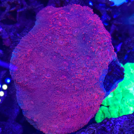 Echinophyllia sp. Purple red FRAG - Rare