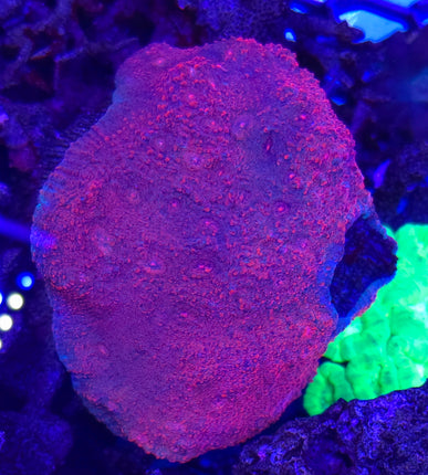 Echinophyllia sp. Purple red FRAG - Rare