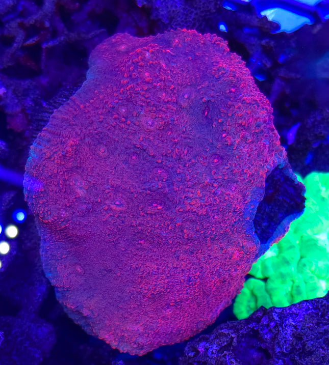 Echinophyllia sp. Purple red FRAG - Rare
