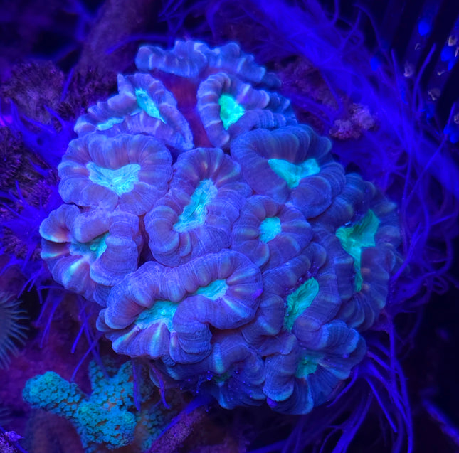 Caulastrea furcat sp. Candy Cane FRAG