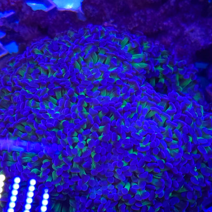Euphyllia ancora sp. LILAC FRAG