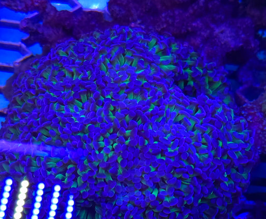 Euphyllia ancora sp. LILAC FRAG