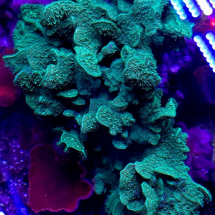 Pavona cactus electric green FRAG