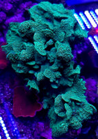 Pavona cactus electric green FRAG  Aquariumprime Ltd.