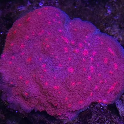 Echinophyllia Sp. Purple Watermelon pink seeds FRAG - Ultra Rare!