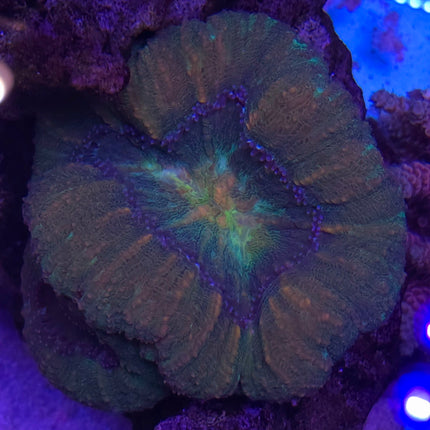 Lobophyllia hemprichii sp. Mountain Jade -  FRAG