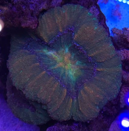 Lobophyllia hemprichii sp. Mountain Jade -  FRAG
