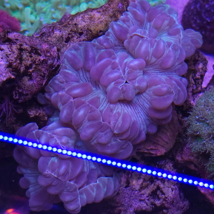Nemenzophyllia Turbida FRAG