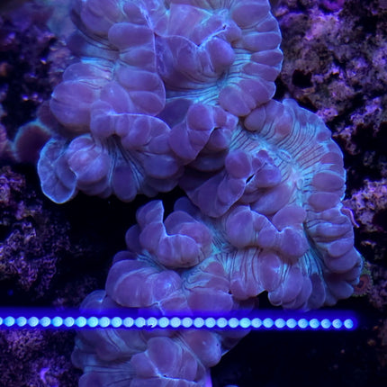 Nemenzophyllia Turbida FRAG