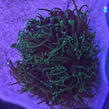Euphyllia glabescens FRAG