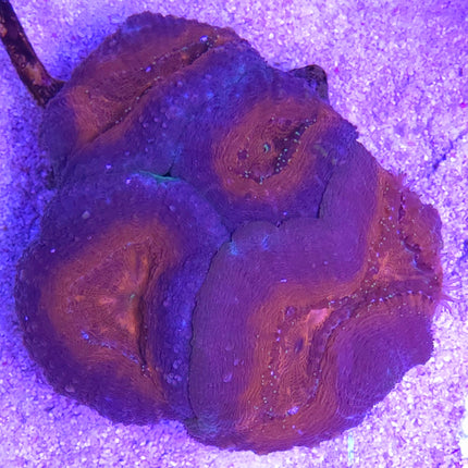 Lobophyllia hemprichii sp. Mount Vesuvii FRAG