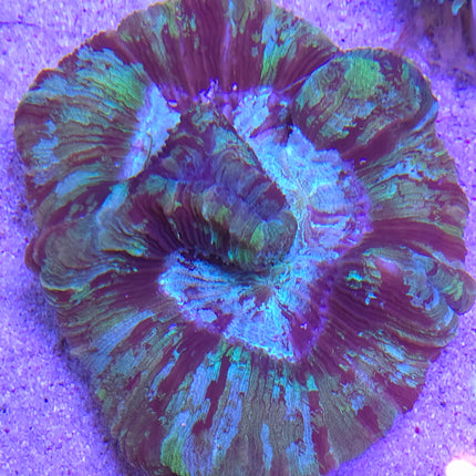 Trachyphyllia Rainbow Ultra- XXL