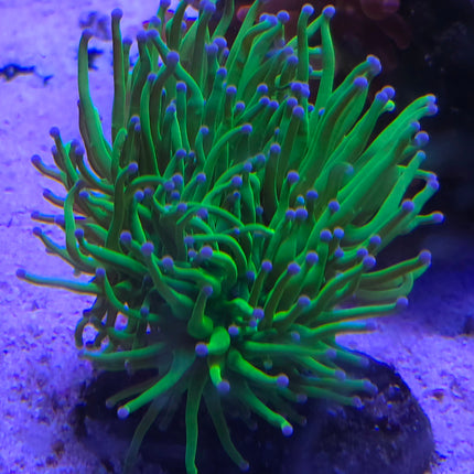 Euphyllia glabescens Holly Grail FRAG