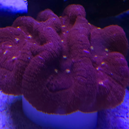 Lobophyllia hemprichii - red boa XL