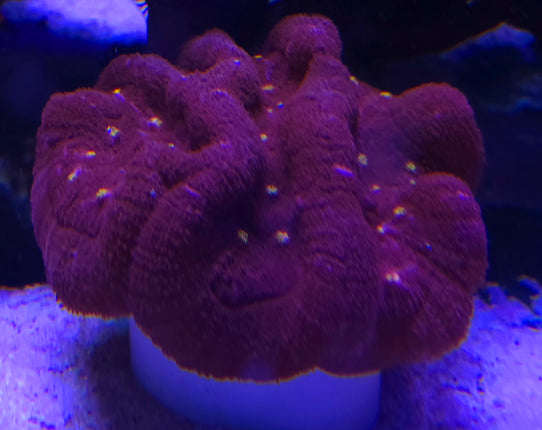 Lobophyllia hemprichii - red boa XL