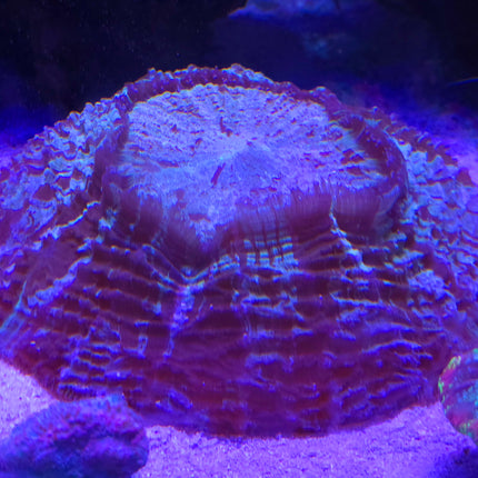 Acantophyllia sp.Vesuvius L