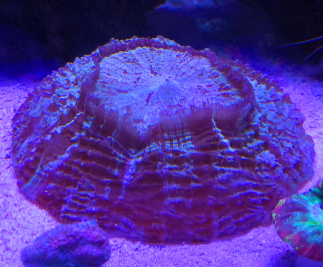 Acantophyllia sp.Vesuvius L