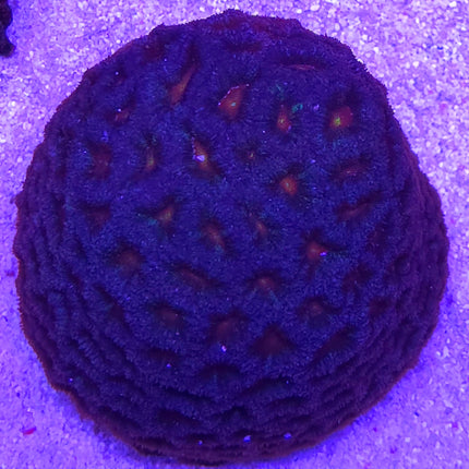 Micromussa sp. orange center FRAG