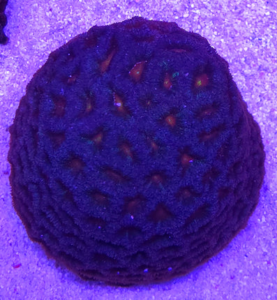 Micromussa sp. orange center FRAG