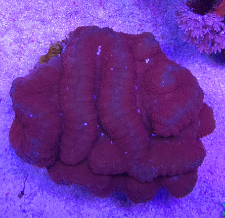 Lobophyllia hemprichii - Red Phyton XL