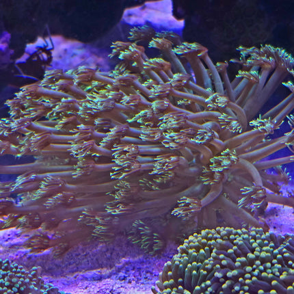 Goniopora toxic green Ultra
