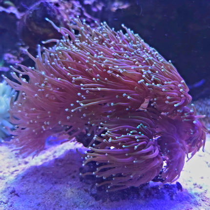 Euphyllia glabescens FRAG