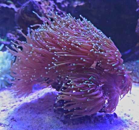 Euphyllia glabescens FRAG