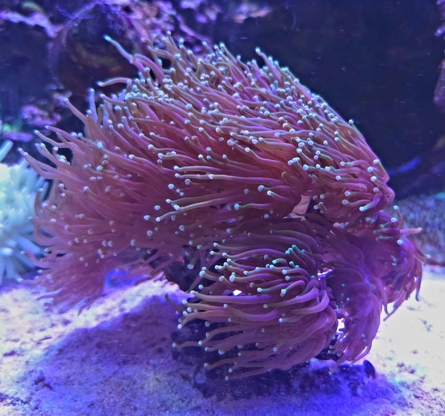 Euphyllia glabescens FRAG