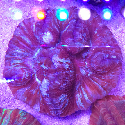 Trachyphyllia Purple&Pink Ultra XXL