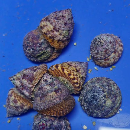 Rochia Nilotica L