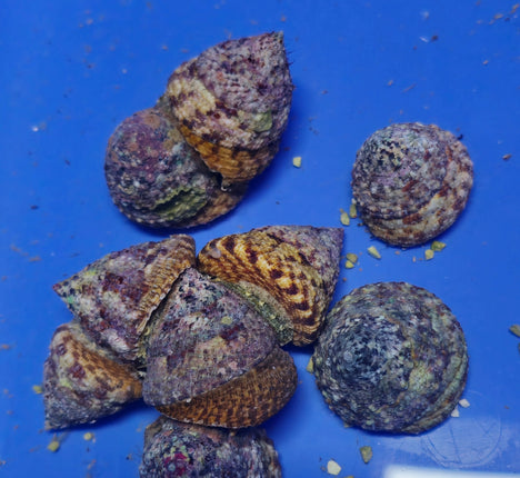 Rochia Nilotica L