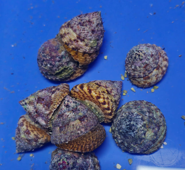 Rochia Nilotica L