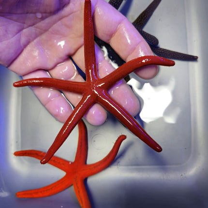 Echinaster luzonicus orange/red L