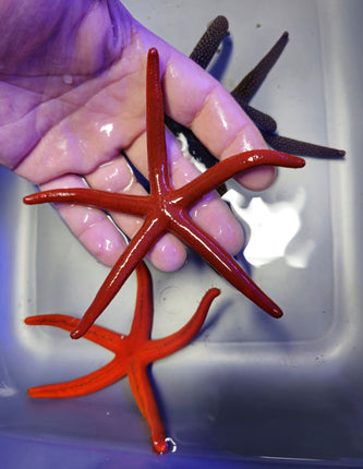 Echinaster luzonicus orange/red L