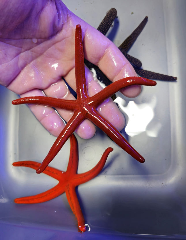 Echinaster luzonicus orange/red L