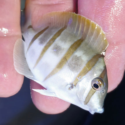 Acanthurus triostegus M