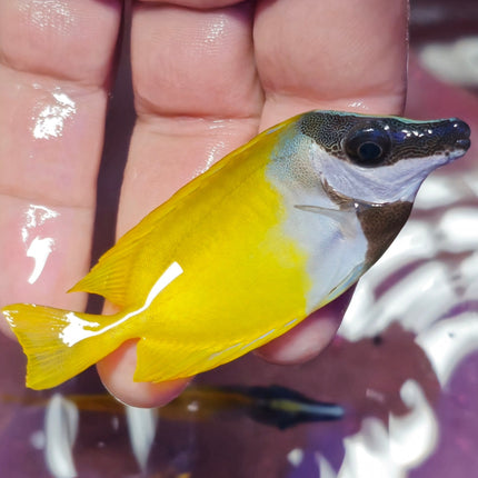 Siganus Vulpinus M