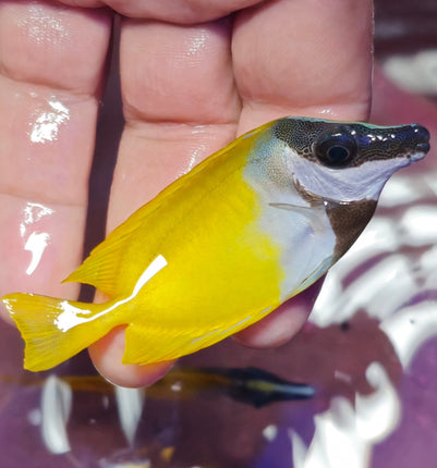 Siganus Vulpinus M